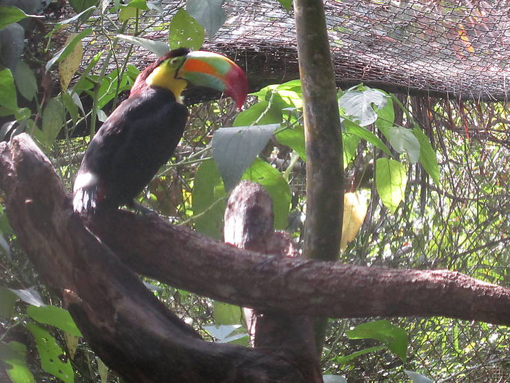 Belize Zoo - chgut