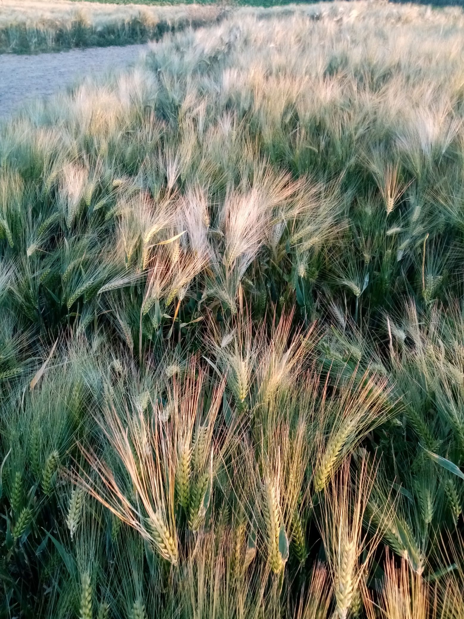 Ondulations champ de blé sous le vent de l'été