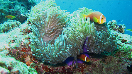Poisson clowns et anémone magnifique Poisson clowns et anémone magnifique
