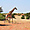 Girafe, Kalahari