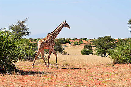 Girafe, Kalahari