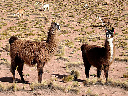 Papotages entre lamas