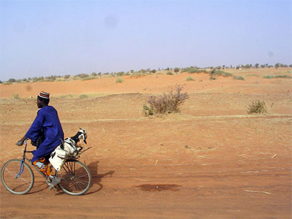 Chèvre sur vélo