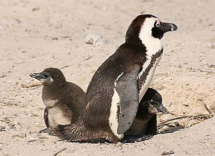 Maman Manchot Avec Bebes Pingouins Oiseaux Oiseaux Boulders National Park Simon S Town Province Du Cap Afrique Du Sud Routard Com