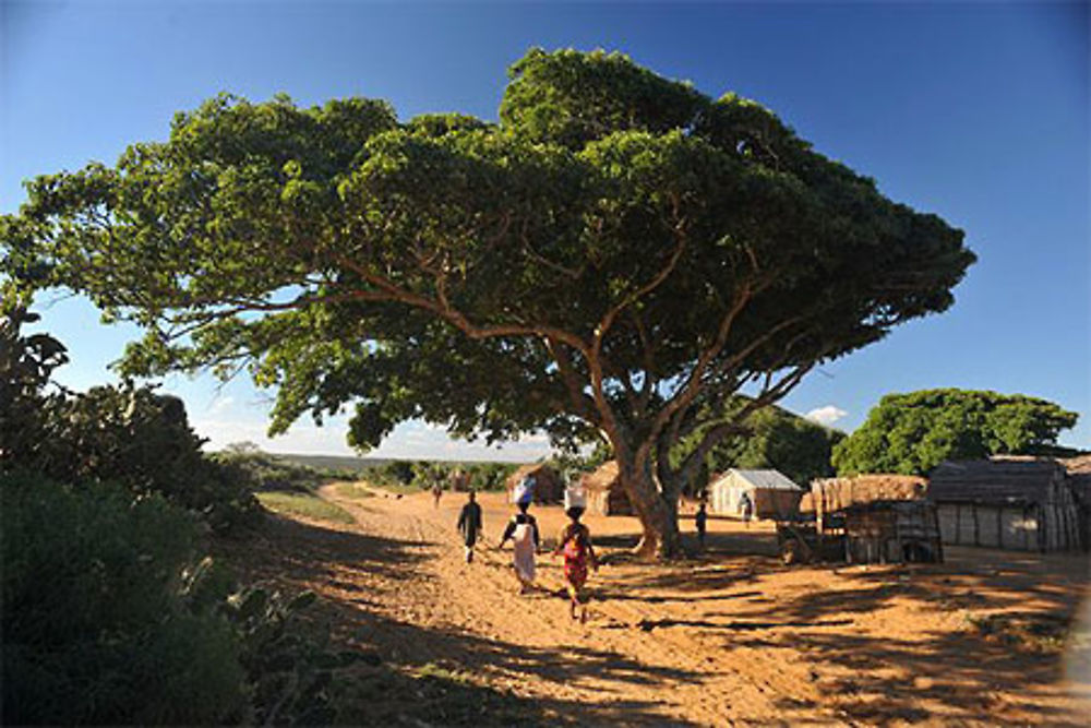 Tamarinier sur la terre des ancêtres