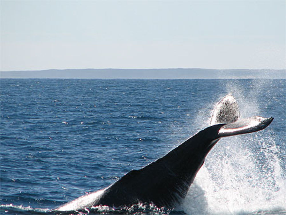 Baleine à bosse