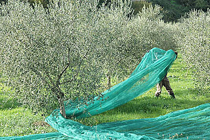 Cueillette des olives