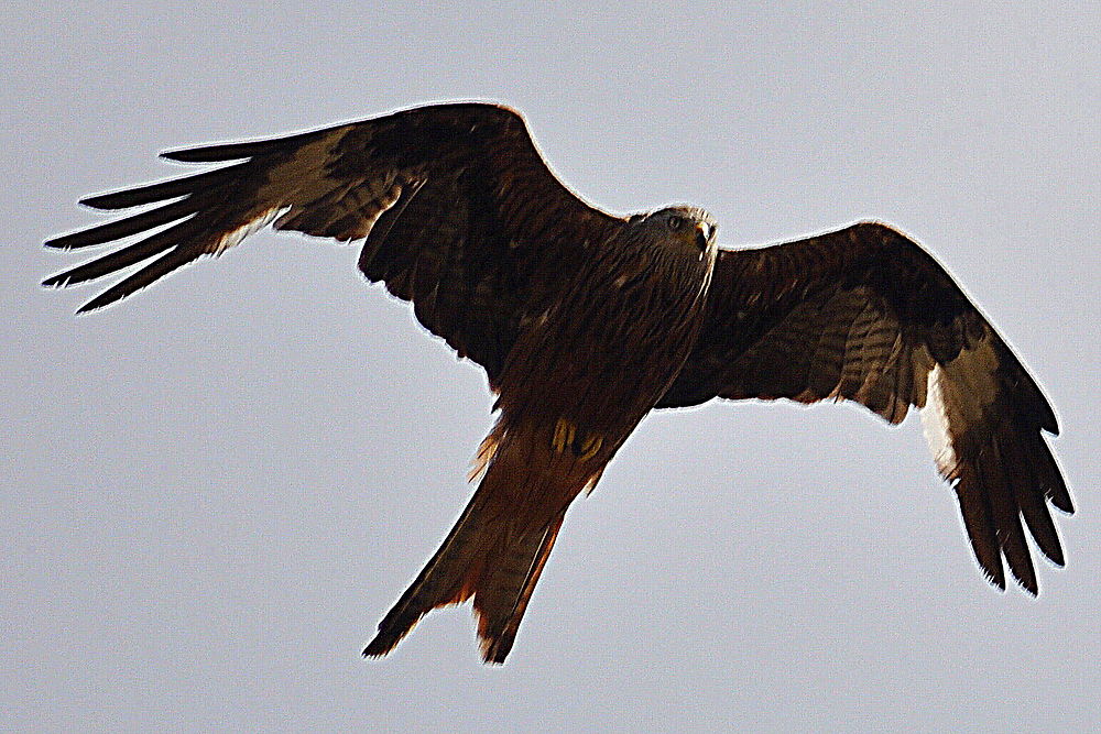 Le rapace