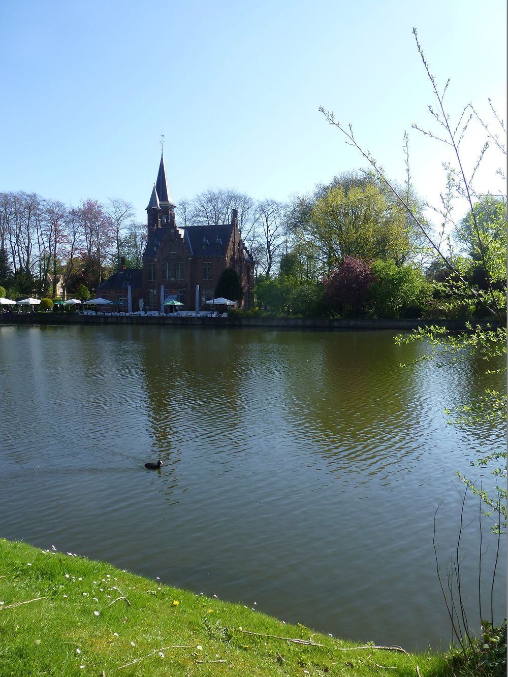 Canard sur le lac d'amour