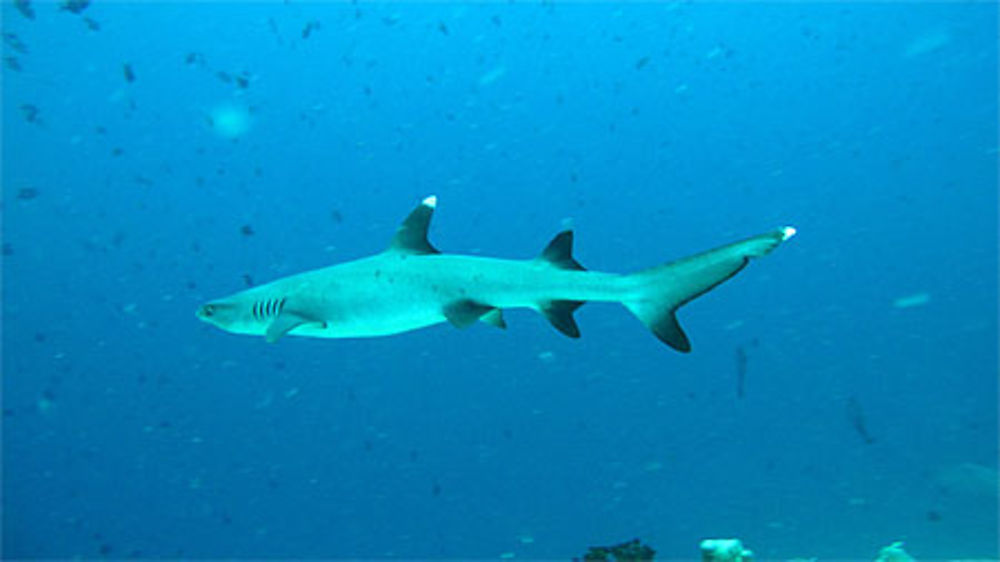 Requin pointe blanche