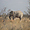 Eléphant dans la savane namibienne