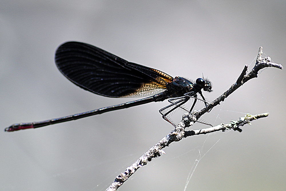 La demoiselle