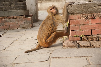 Les singes aiment les offrandes hindouistes