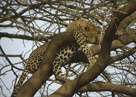 Samburu - Léopard faisant la sieste