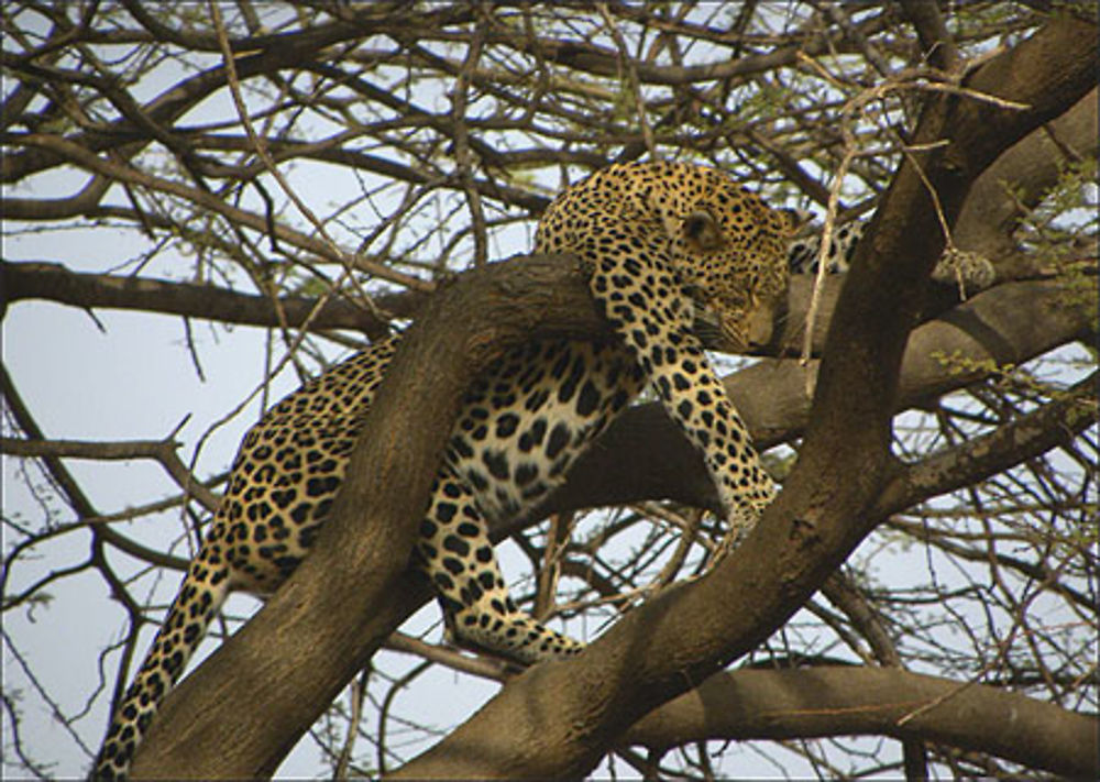 Samburu - Léopard faisant la sieste