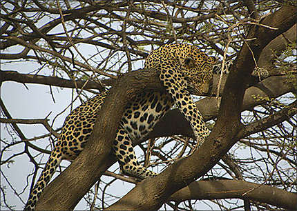 Samburu - Léopard faisant la sieste