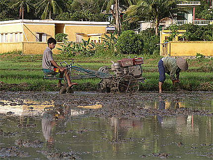 Culture dans les rizières proches d'Halong