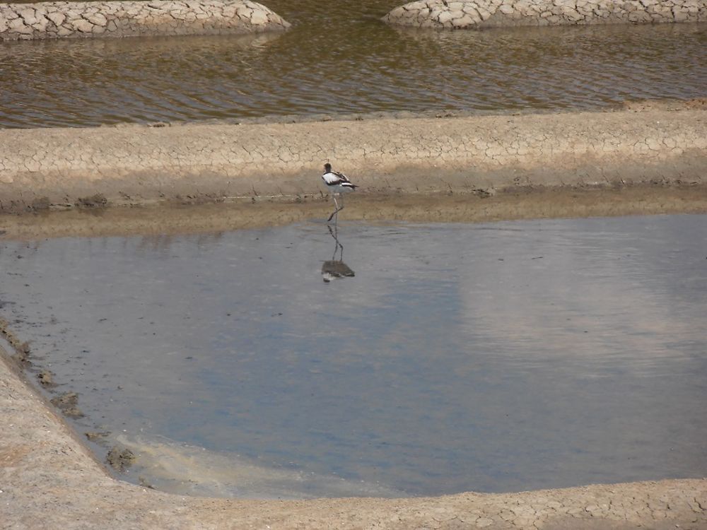 Oiseau dans les marais d'Olonne