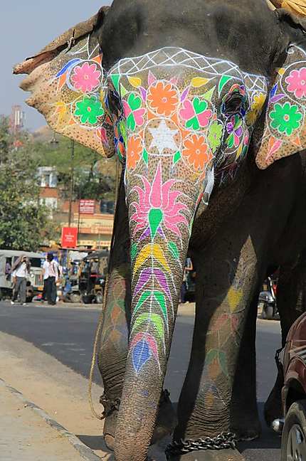 Eléphant à Jaipur 