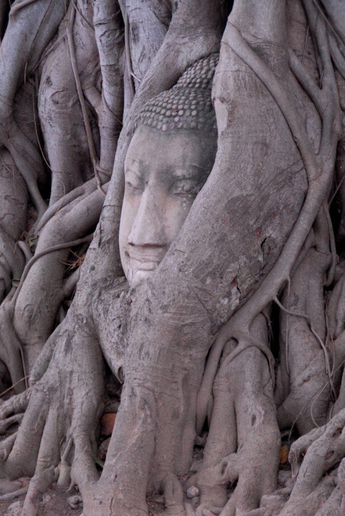 Tête de Bouddha dans les racines de banian Tête de Bouddha dans les racines de banian