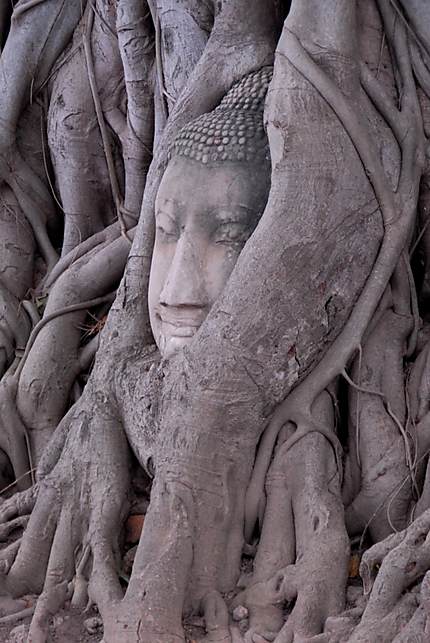 Tête de Bouddha dans les racines de banian