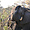 Eléphant de savane africaine