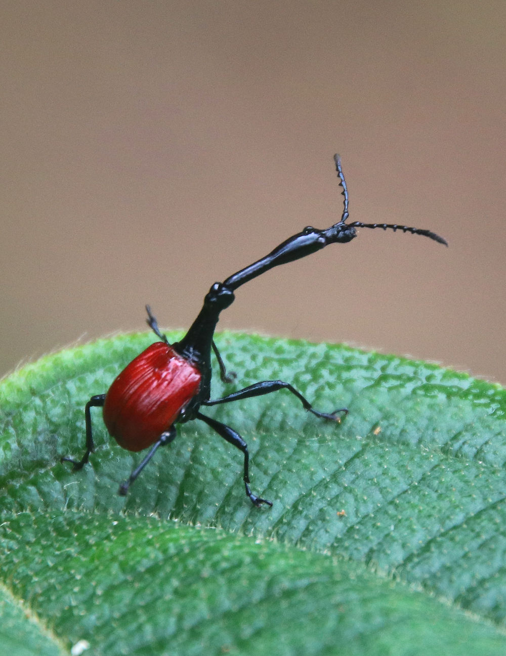 Parc national de Masoala, Madagascar