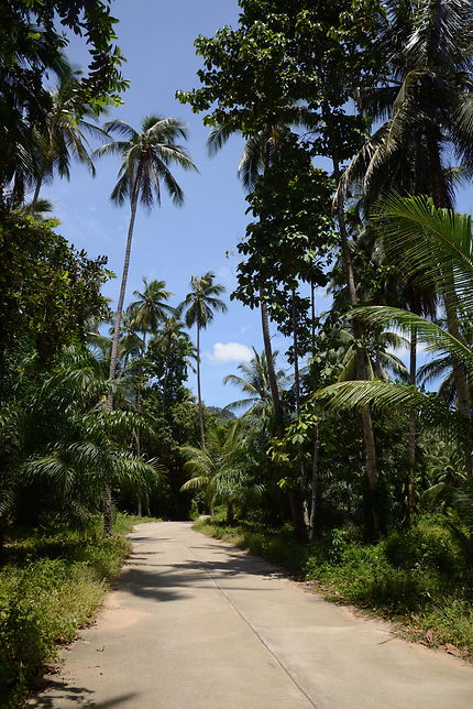 Route des cocotiers à Ko Samui, Thaïlande