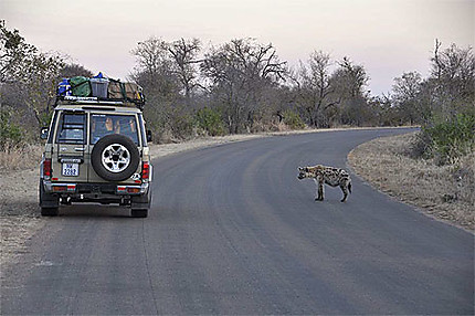 Hyène sur la route