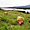 Vaches de l'Isle of Skye