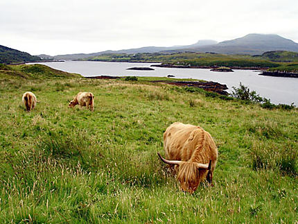 Vaches de l'Isle of Skye