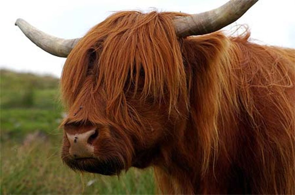 Vache des Highlands