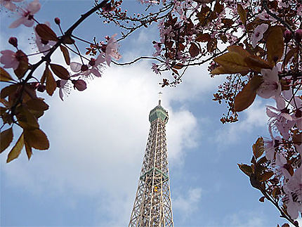 Eiffel flowers