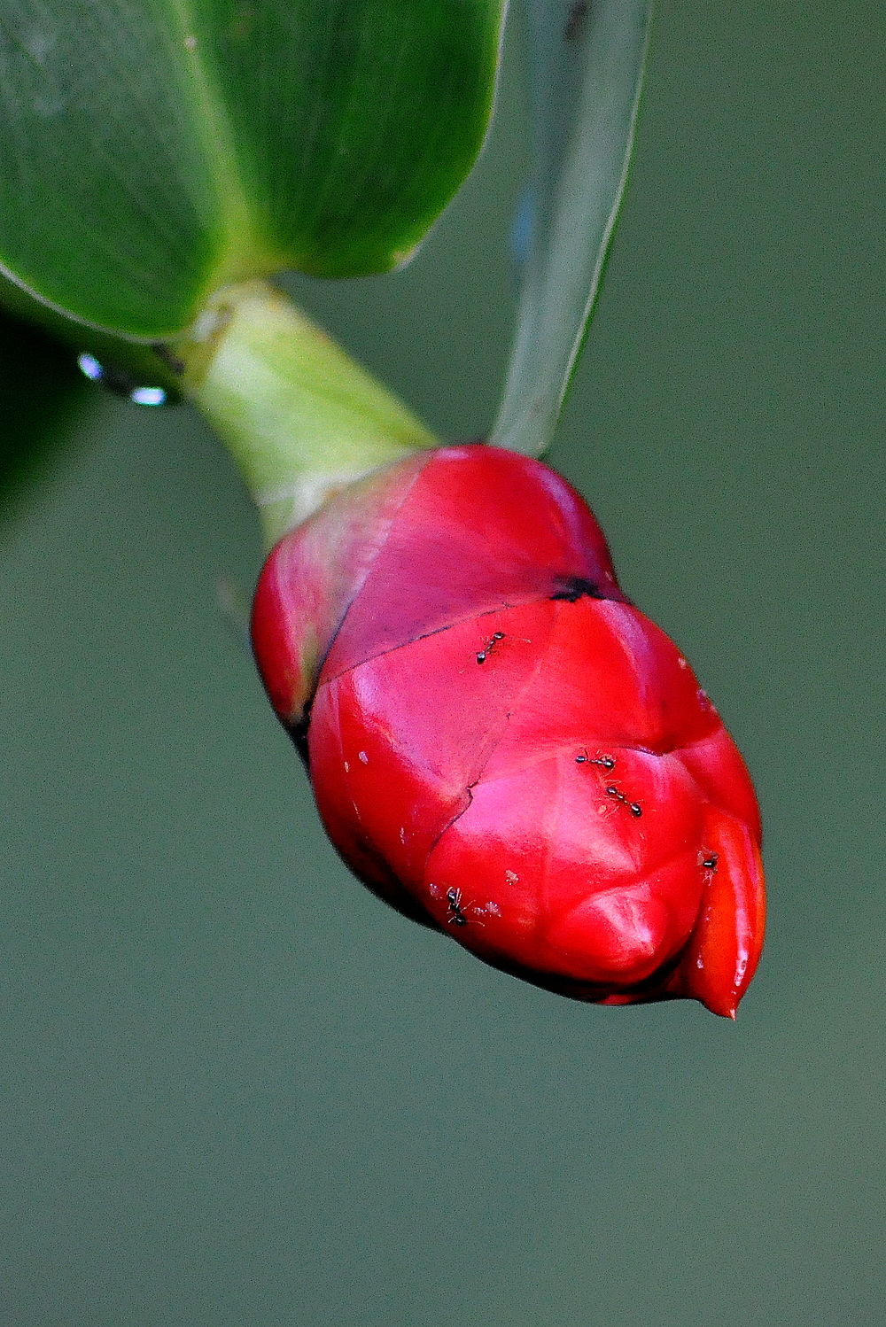 Drôle de fleur