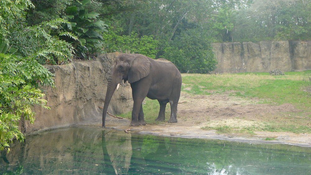 Eléphant