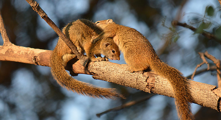 Cajolerie d’écureuils dans la Bande de Caprivi, Namibie