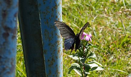 Papillon du Népal