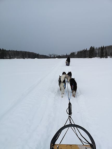 Sortie en chien de traîneau, Québec