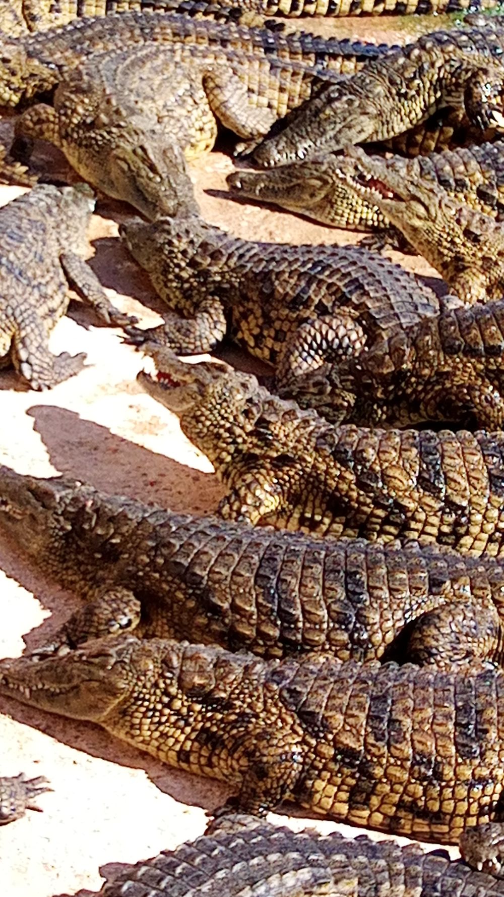 Agadir croco parc