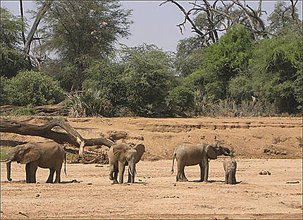 Samburu - Elé^phants à la recherche de l'eau