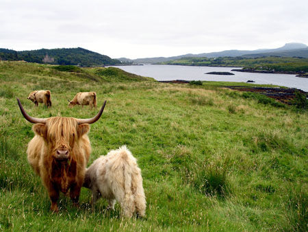 Veau qui se sustente, Isle of Skye