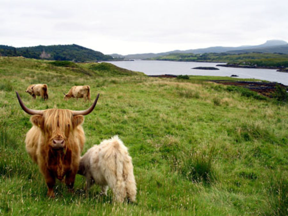 Veau qui se sustente, Isle of Skye