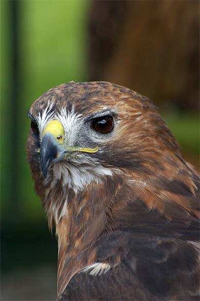 Rapaces d'Ecosse Rapaces d'Ecosse