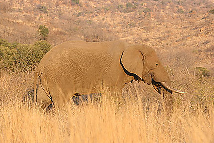 Gros éléphant