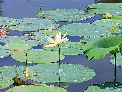 Fleur de lotus au Lac Martin