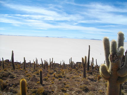 Immensité Bolivienne 