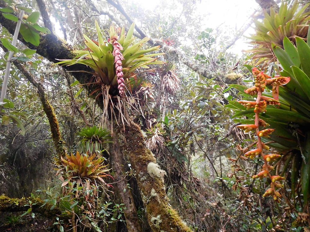 Randonnée à Papallacta 3200 m en Équateur