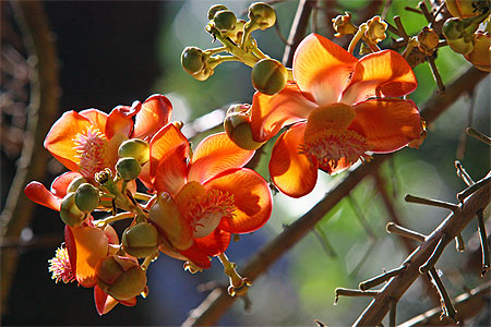 Couroupita guianensis Couroupita guianensis