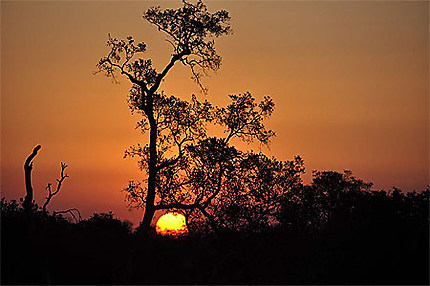 Coucher de soleil au Parc Kruger