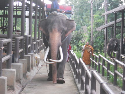 Balade à dos d’éléphant